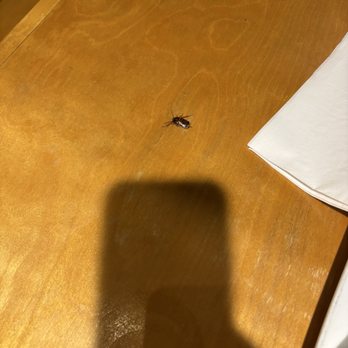 Boll Weevil - A big cockroach - Southern Near Me - Augusta, Georgia