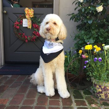All-Star Grooming - Riley vacationing in Carmel :-) - Pet Groomers Near Me - Scottsdale, Arizona All-Star Grooming - Riley vacationing in Carmel :-) - Pet Groomers Near Me - Scottsdale, Arizona