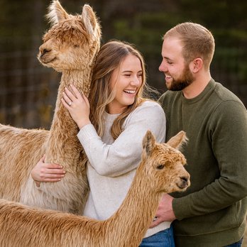 Sapphire Charm Alpacas - Attraction Farms Near Me - Lone Jack, Missouri Sapphire Charm Alpacas - Attraction Farms Near Me - Lone Jack, Missouri