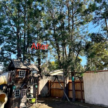 Flawless Tree Care - After - Tree Services Near Me