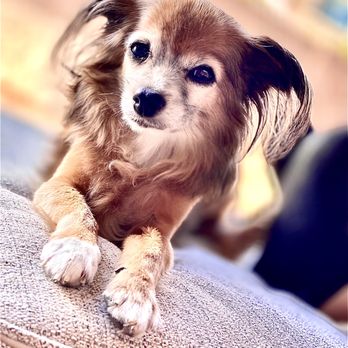 Boom-Chicka-Groom-Groom - Ginger - Pet Groomers Near Me Boom-Chicka-Groom-Groom - Ginger - Pet Groomers Near Me