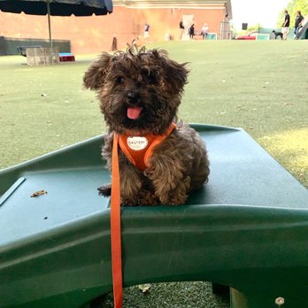 Reale Dog Training - Nuggets first training class. July 2022 #UpCloseSavor XP - Dog Walkers Near Me - Gahanna, Ohio Reale Dog Training - Nuggets first training class. July 2022 #UpCloseSavor XP - Dog Walkers Near Me - Gahanna, Ohio