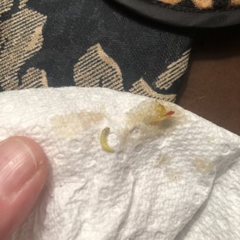 New China Express - So excited to finish my Hunan chicken until I spotted this little creature in my food. The health department needs to be called ASAP! - Chinese Near Me - Westerville, Ohio