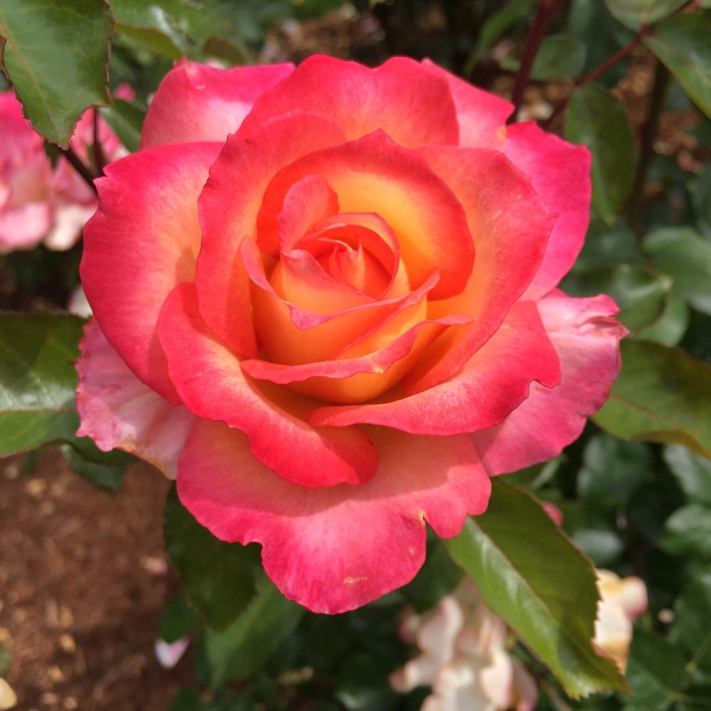 Owen Rose Garden - Parks Near Me - Eugene, Oregon Owen Rose Garden - Parks Near Me - Eugene, Oregon