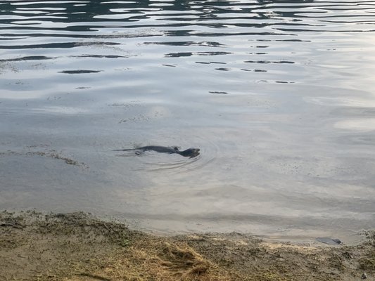 MacRitchie Reservoir by null