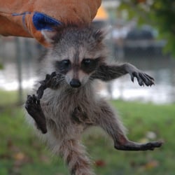 Juvenile raccoon from a customer's attic.