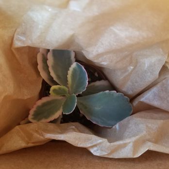 Moss Plant Shop - Nurseries & Gardening Near Me - Cedar Rapids, Iowa Moss Plant Shop - Nurseries & Gardening Near Me - Cedar Rapids, Iowa