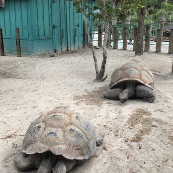 Gatorland - Zoos Near Me - Orlando, Florida Gatorland - Zoos Near Me - Orlando, Florida