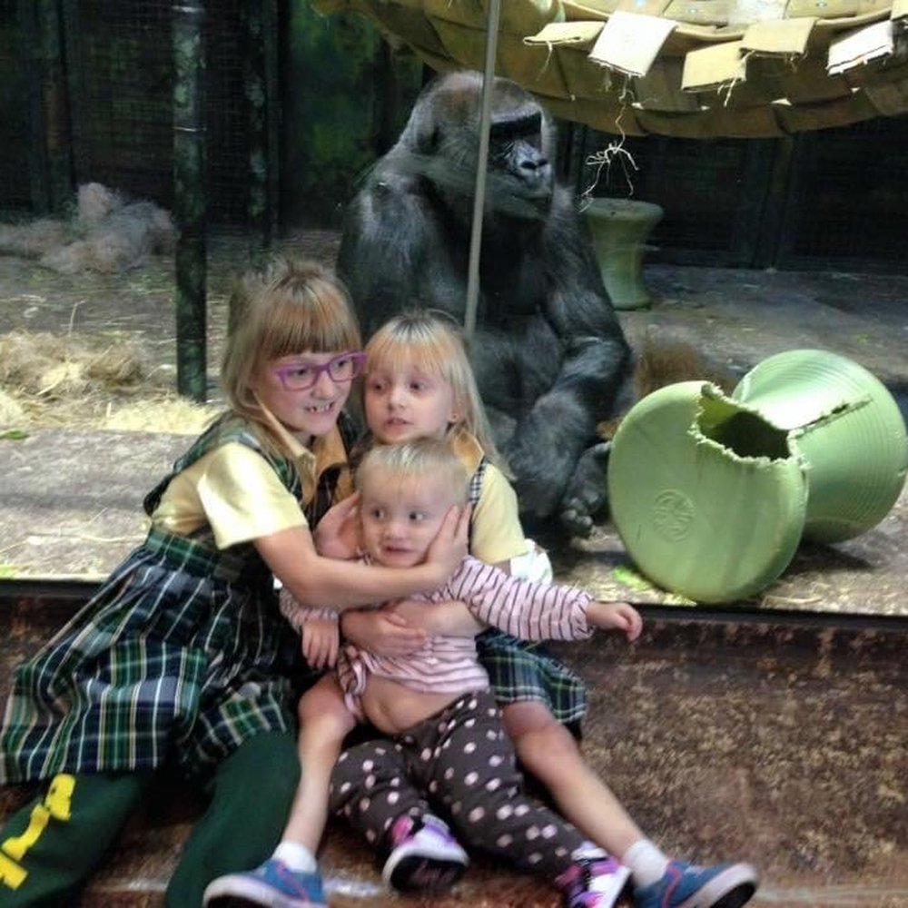 Gorilla Forest - November 2015 - Zoos Near Me - Louisville, Kentucky