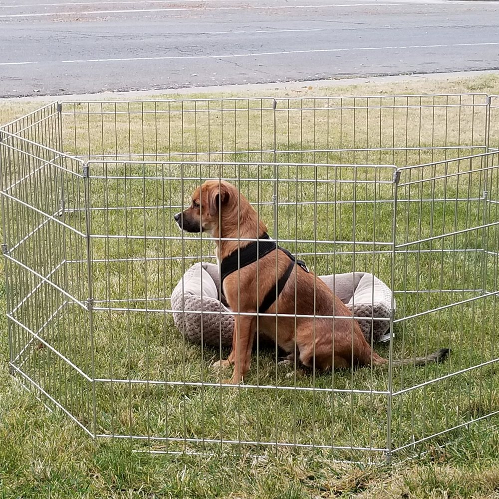 THE BEST 10 ANIMAL SHELTERS in FAIRFIELD, CA - Updated 2026 - Hours - Yelp