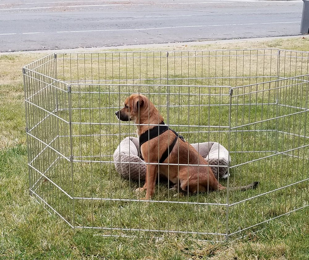 FIELD OF DREAMS RESCUE Updated October 2024 Vacaville, California