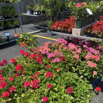 Paul's Fruit Markets - a variety of flowers - Fruits & Veggies Near Me - Louisville, Kentucky Paul's Fruit Markets - a variety of flowers - Fruits & Veggies Near Me - Louisville, Kentucky