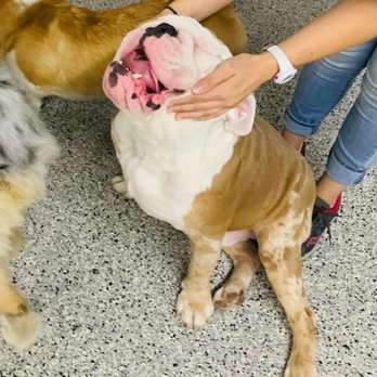 Pawparazzi Pet Resort - Bruno loves his attention from staff - Pet Training Near Me - Los Angeles, California Pawparazzi Pet Resort - Bruno loves his attention from staff - Pet Training Near Me - Los Angeles, California