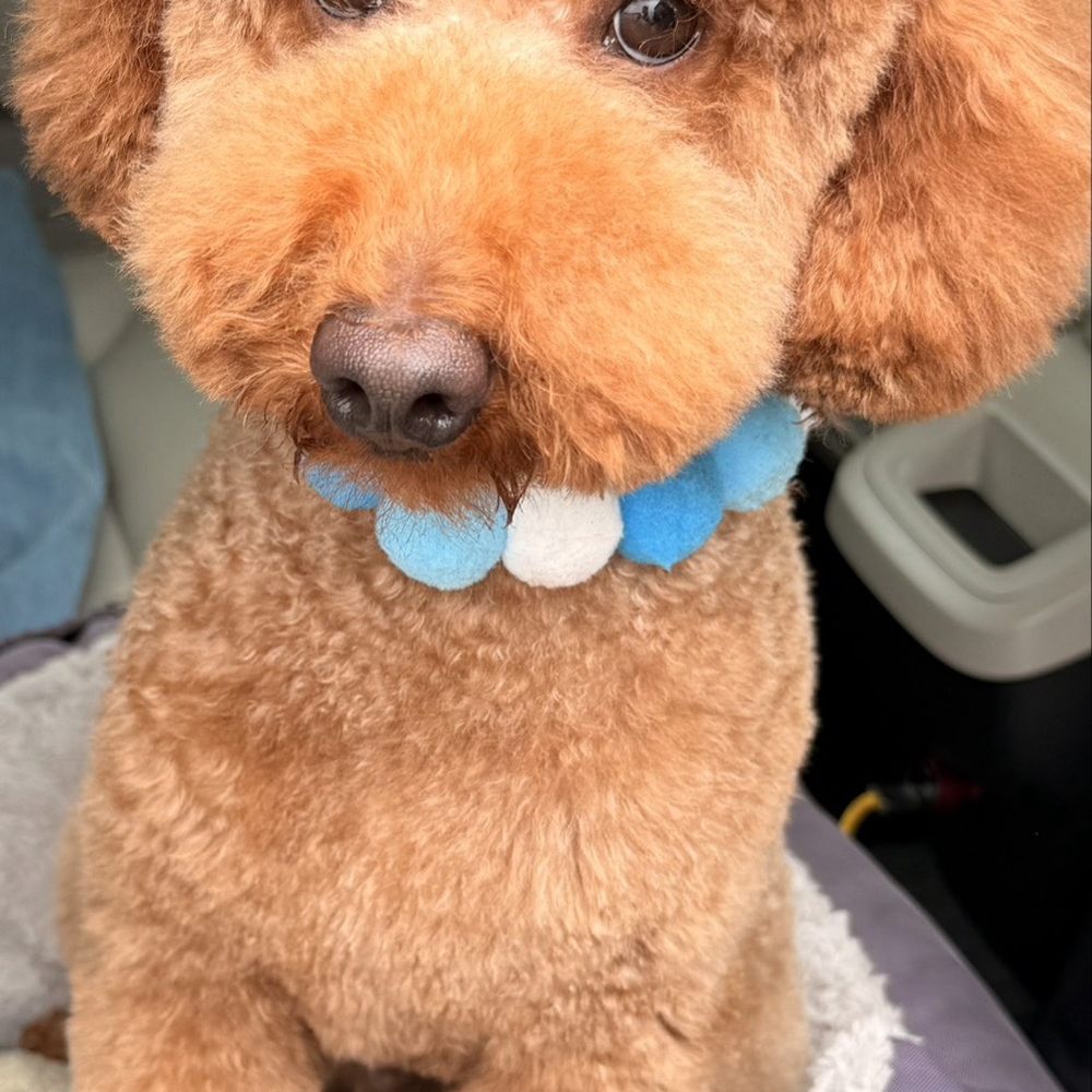 Doggu Spaw - Pet Groomers Near Me - Toluca Lake, California Doggu Spaw - Pet Groomers Near Me - Toluca Lake, California