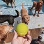 Pet Care Plus