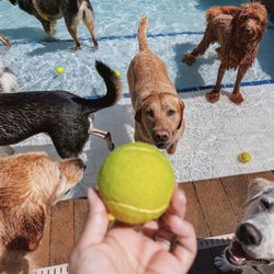 Pet Care Plus - Pool time!