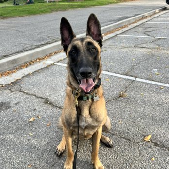 Curious K9 - Fred, the mal - Pet Training Near Me