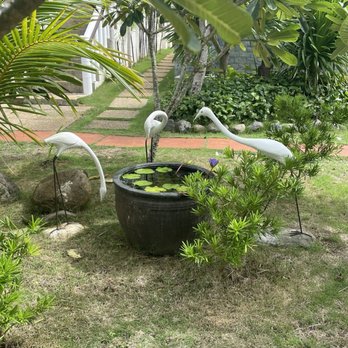 Island View Beachfront Resort - Water basin with lily and small fish - Resorts Near Me