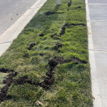 Hittle Landscaping - Filled gaps - homeowner remedy. - Landscaping Near Me - Westfield, Indiana Hittle Landscaping - Filled gaps - homeowner remedy. - Landscaping Near Me - Westfield, Indiana