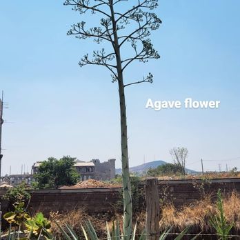 The Agave Experience - Food Tours Near Me - Guadalajara, JAL