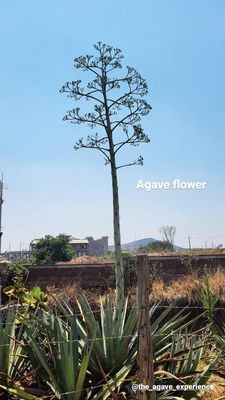 The Agave Experience by null