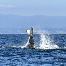 Monterey Bay Whale Watch - Humpback whale