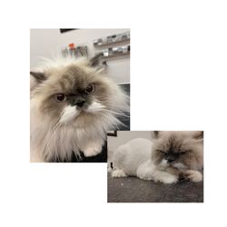 Mojito's Pet Salon