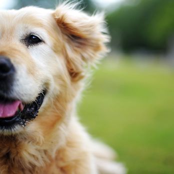 Cherry Knolls Veterinary Clinic - Veterinarians Near Me - Centennial, Colorado