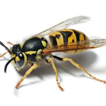Long Island Bee Removal - Yellow Jacket - Pest Control Near Me Long Island Bee Removal - Yellow Jacket - Pest Control Near Me