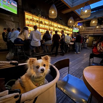 Peacekeeper - Dog friendly! - Cocktail Bars Near Me - San Francisco, California Peacekeeper - Dog friendly! - Cocktail Bars Near Me - San Francisco, California