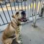K9 Intuition Dog Training