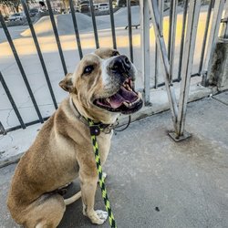K9 Intuition Dog Training - Petey during his training Stefano took him to different places to reduce his fears like a skate park!