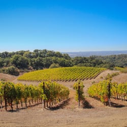 Calluna Vineyards