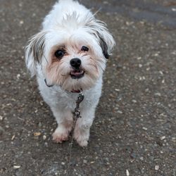 Canine Cottage - This is a few months after his grooming apt and he still looks good!