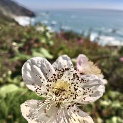 Endert's Beach - A white blackberry blossom and a beach backdrop