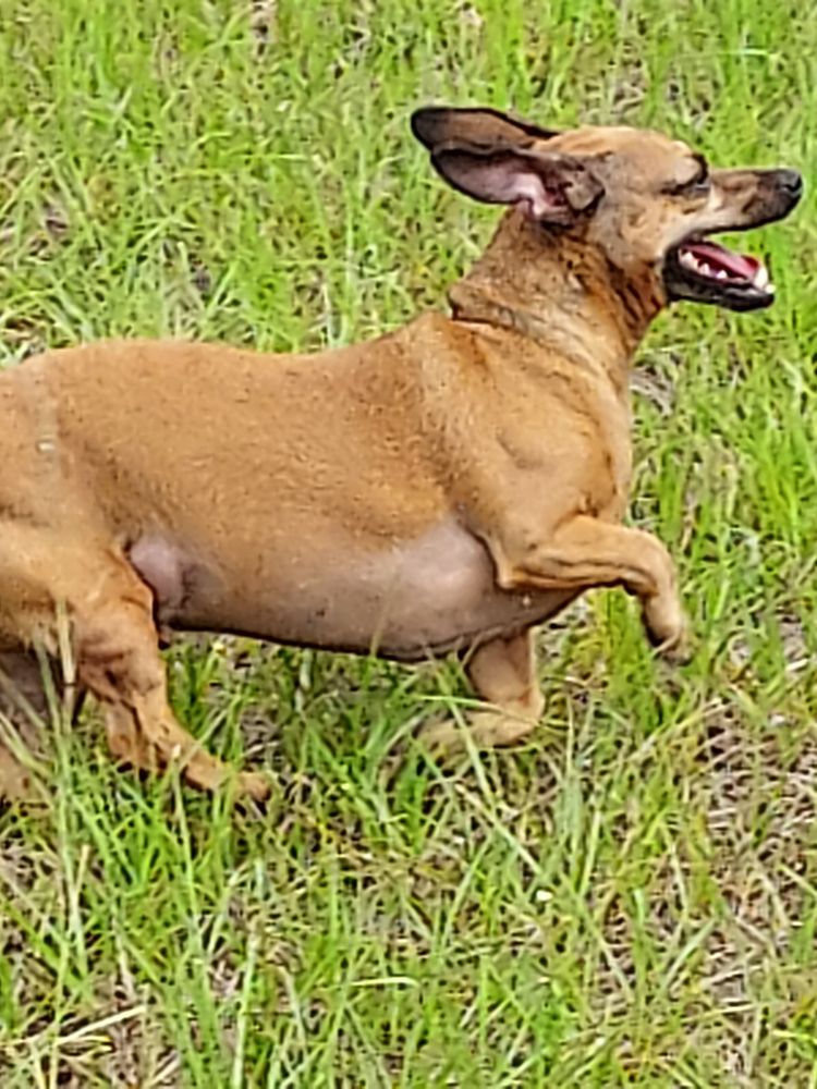 Columbia Animal Hospital Image