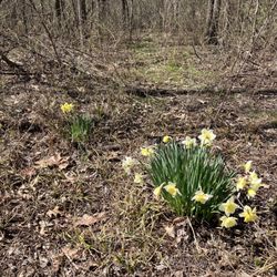 Thompson Park - Signs of Spring