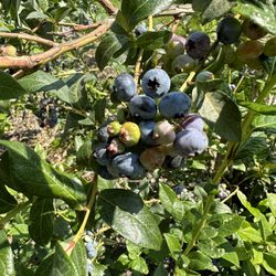 Reenders Blueberry Farm