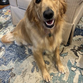 K9 styles by Rhianna - Daisy is a little silky Golden. - Pet Groomers Near Me - Ruston, Louisiana K9 styles by Rhianna - Daisy is a little silky Golden. - Pet Groomers Near Me - Ruston, Louisiana
