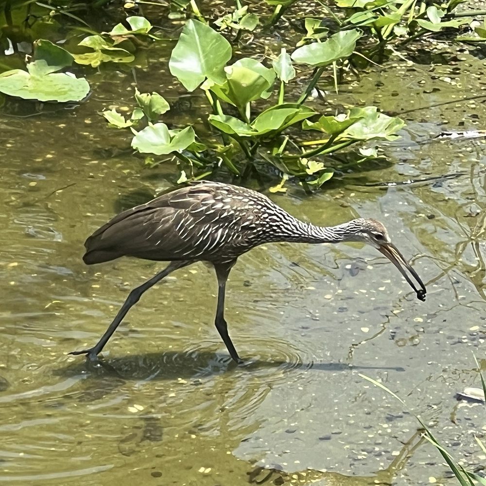 Overlook Park - Limpkin - Parks Near Me - Oviedo, Florida Overlook Park - Limpkin - Parks Near Me - Oviedo, Florida
