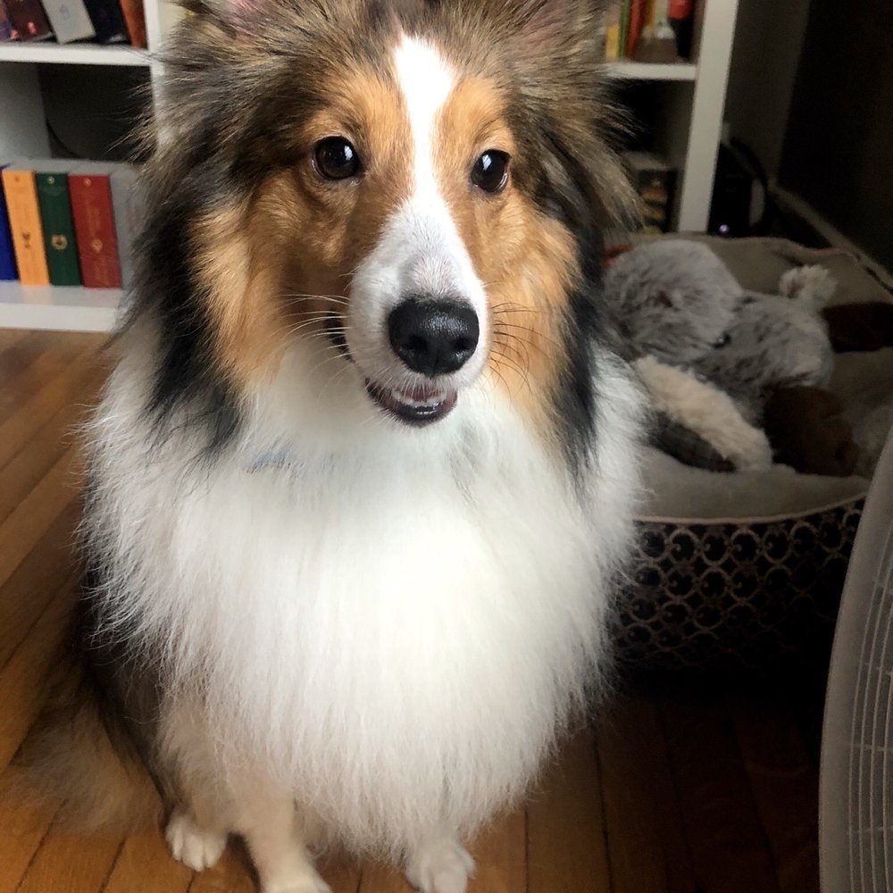 Fresh groom! Fresh groom!