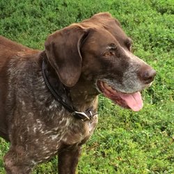 Olson Dog Park