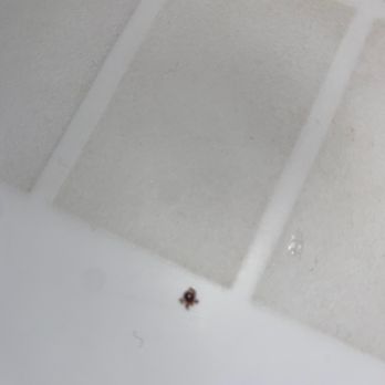 Super 8 by Wyndham Sulphur - Bed bug - Hotels Near Me - Sulphur, Oklahoma