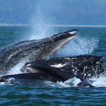 Weather Permitting Alaska - 6/16/2015: Backside of Douglas Is.
Courtesy of Peter Zolidan - Whale Watching Tours Near Me - Juneau, Alaska Weather Permitting Alaska - 6/16/2015: Backside of Douglas Is.
Courtesy of Peter Zolidan - Whale Watching Tours Near Me - Juneau, Alaska
