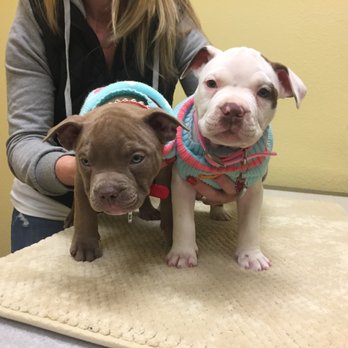 Brookswood Animal Clinic - Kalle and Khi'a - Veterinarians Near Me - Bend, Oregon