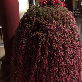 El Med - Plant outside - Seafood Near Me - Marbella, Massachusetts