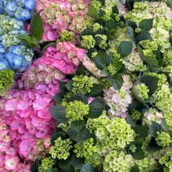Heyne's Nurseries - Hydrangeas! In gorgeous color range.