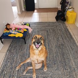 Fox & Friends Animal Hospital - Meet Lucky. Long term shelter dog. Good kid with issues. A work in progress with lots of potential.