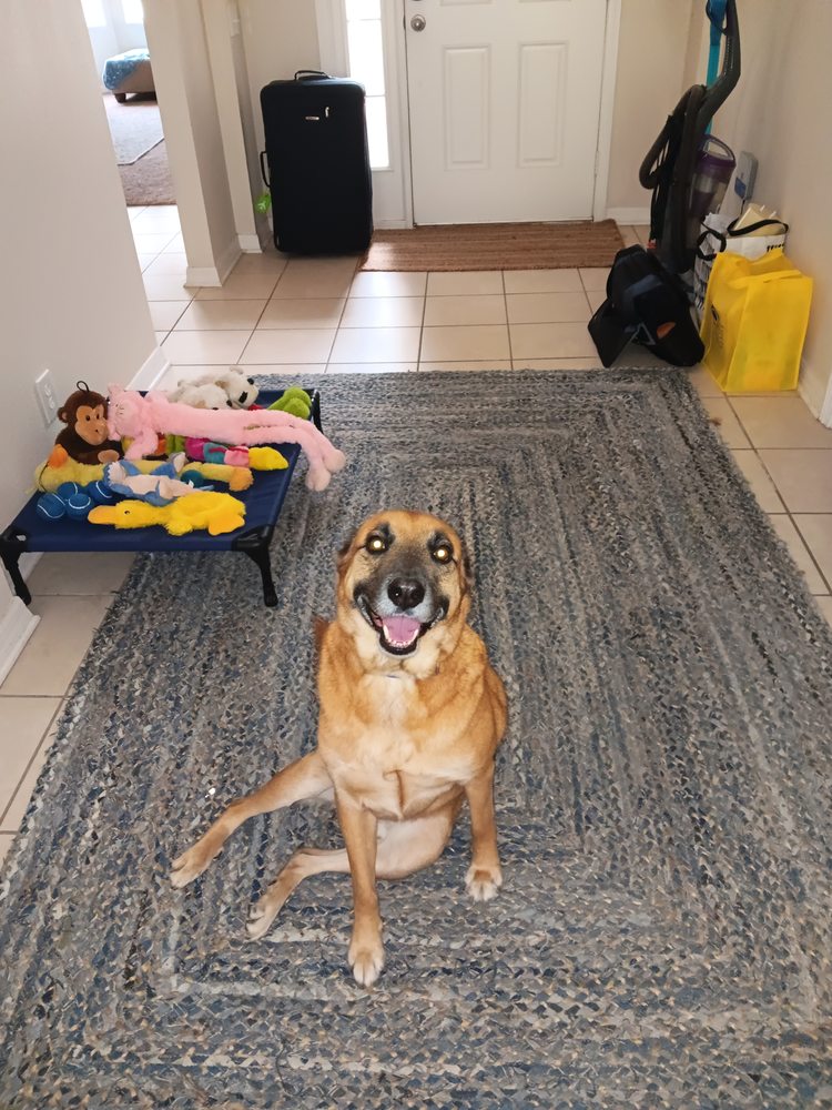 Fox & Friends Animal Hospital - pet boarding facility in Sun City Center, FL