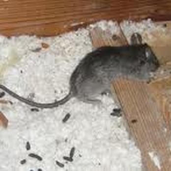 Myzzer Rodent Exclusion - Roof Rats in Seattle - Pest Control Near Me - Kenmore, Washington Myzzer Rodent Exclusion - Roof Rats in Seattle - Pest Control Near Me - Kenmore, Washington